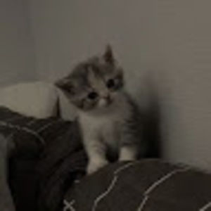 Meet your Posher, Willa